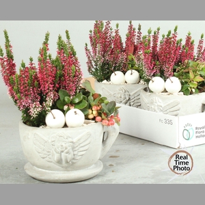 ARR TUINPLANTEN