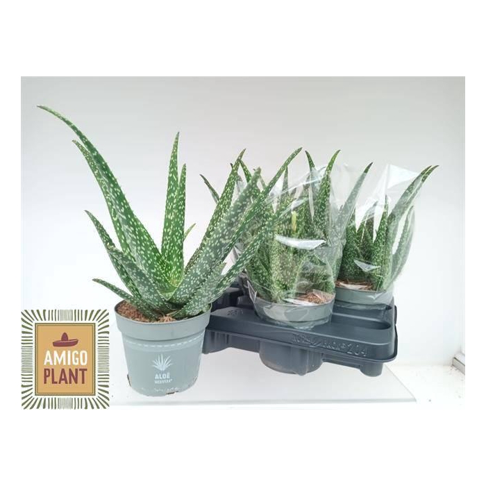 <h4>Aloe Vera 14Ø 30cm</h4>