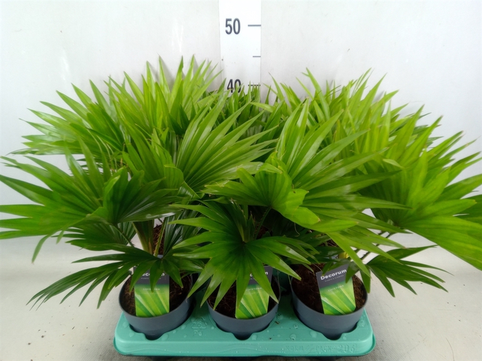 <h4>Livistona rotundifolia</h4>