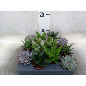 Succulents   ...mix 6