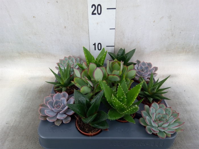 <h4>Succulents   ...mix 6</h4>