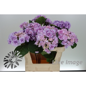 Hydrangea beautensia papillon (purple)