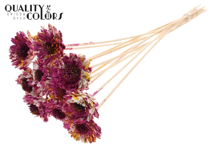 Shola Daisy Sunflower 6cm on stem Multicolour Cerise/Yellow