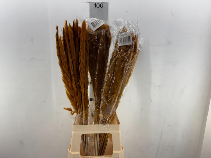 <h4>HUIS EN TUINDECO H%</h4>