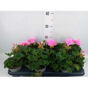 Pelargonium zona. 'ToscaSil Lisa'