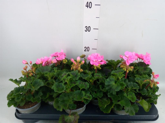<h4>Pelargonium zona. 'ToscaSil Lisa'</h4>