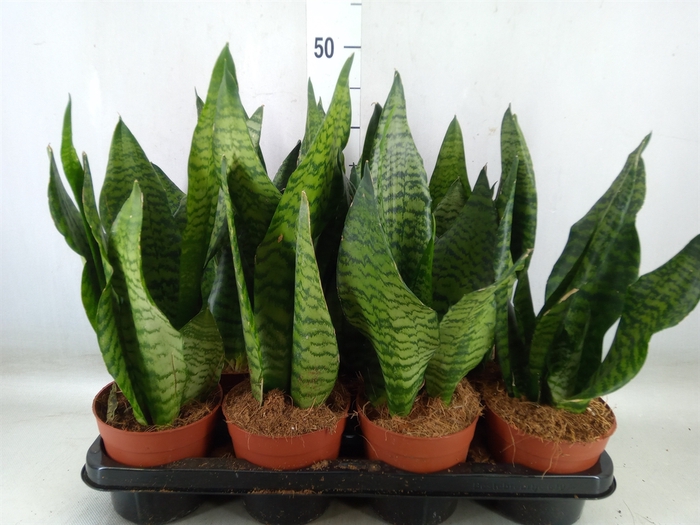<h4>Sansevieria zeylanica</h4>