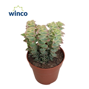 Crassula Perforata Variegata