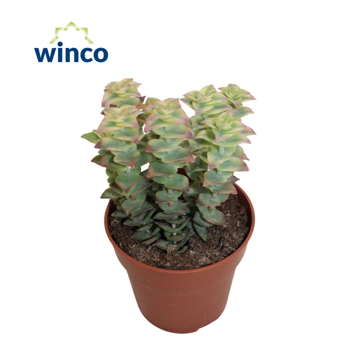 <h4>Crassula Perforata Variegata</h4>