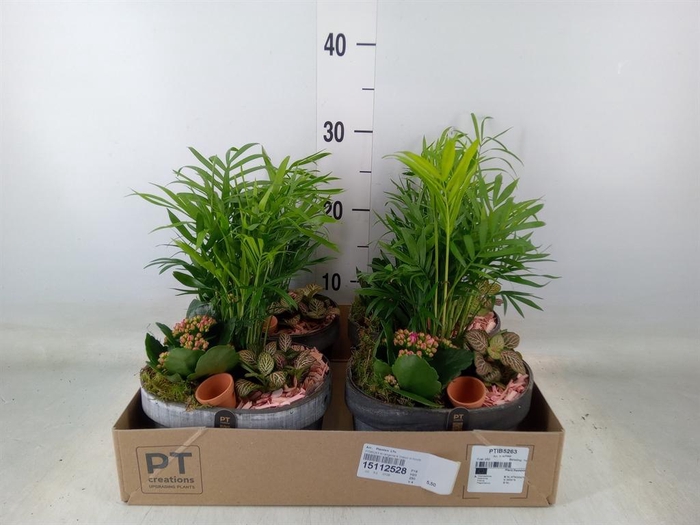 <h4>Arr.    Planten  L%</h4>