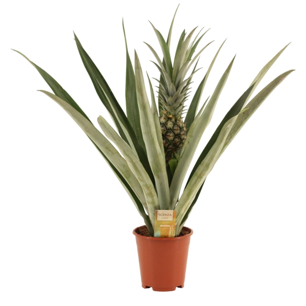 <h4>Ananas Champaca 14 cm</h4>