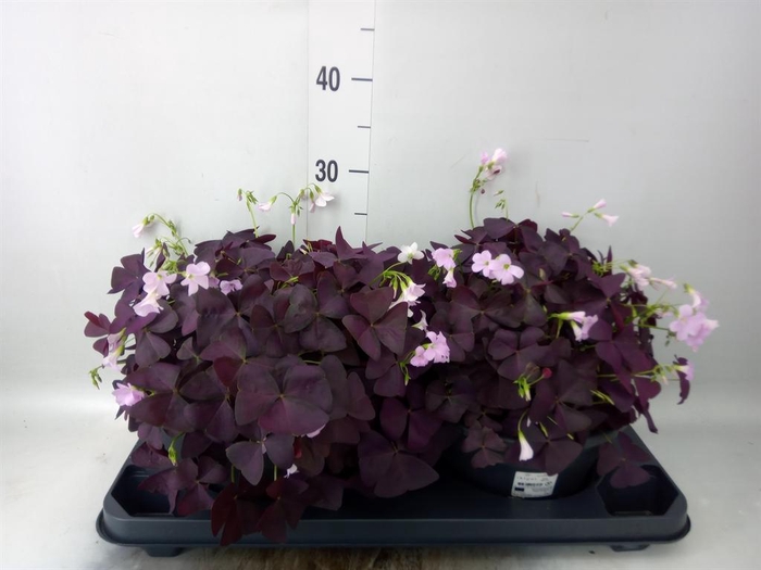 <h4>Oxalis trian. 'Mijke'</h4>