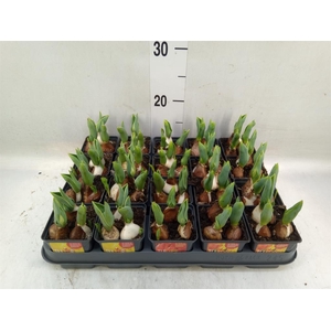 Tulipa DU 'Baby'   ...mix