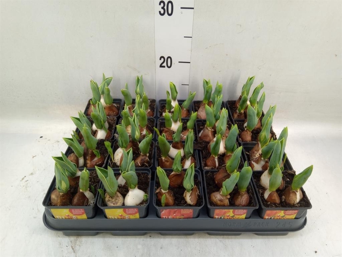 <h4>Tulipa DU 'Baby'   ...mix</h4>