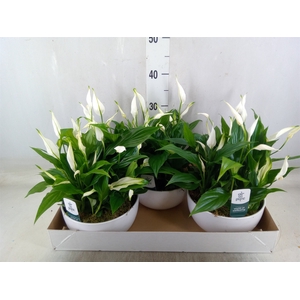 Spathiphyllum  'Pearl Cupido'