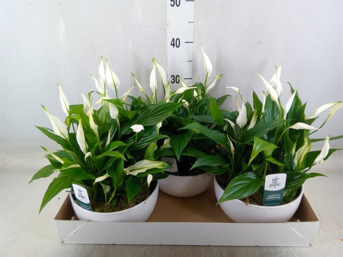<h4>Spathiphyllum  'Pearl Cupido'</h4>