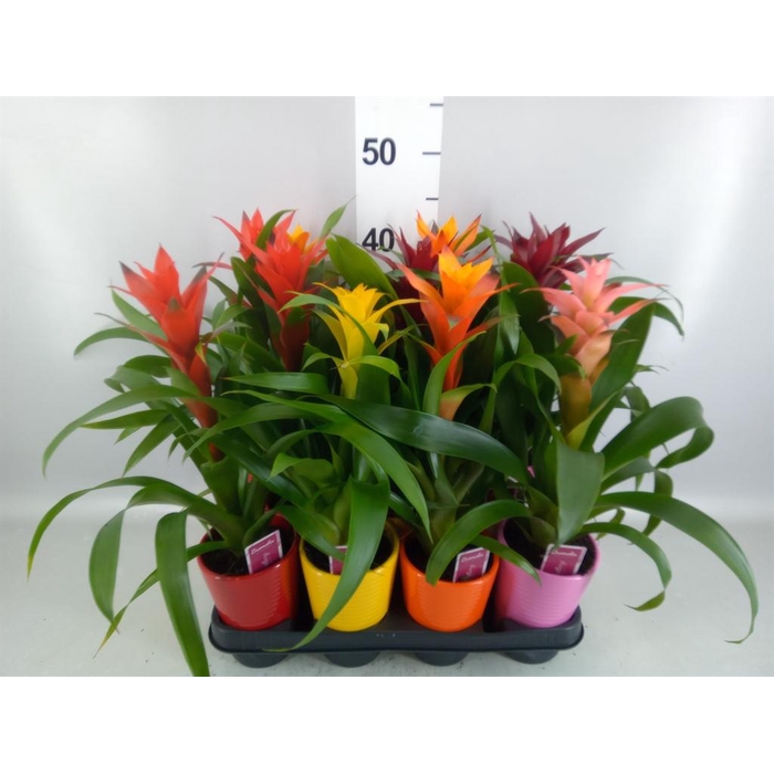 <h4>Guzmania   ...mix</h4>