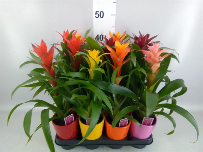 Guzmania   ...mix