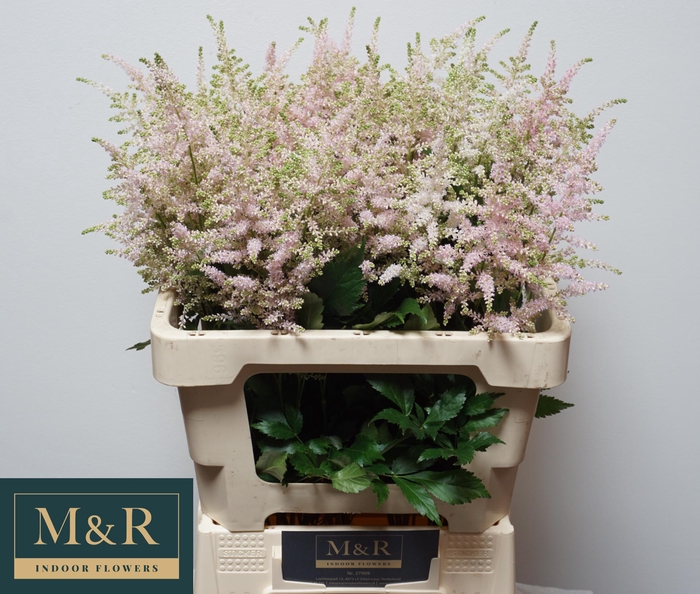 <h4>ASTIL JA EUROPA</h4>