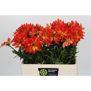 Dahlia Karma Fiesta