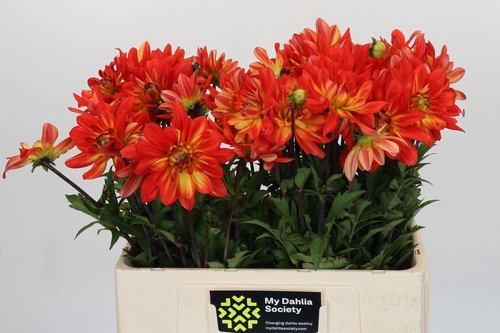 <h4>Dahlia Karma Fiesta</h4>