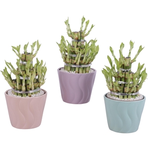 Lucky Bamboo Shape Round 3B Ø14cm Ceramic SE662