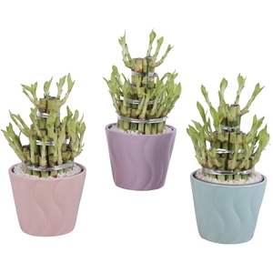 Lucky Bamboo Shape Round 3B Ø14cm Ceramic SE662