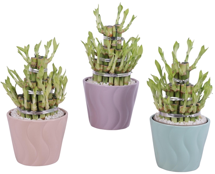 <h4>Lucky Bamboo Shape Round 3B Ø14cm Ceramic SE662</h4>
