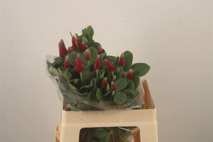 <h4>Trif Purpureum</h4>