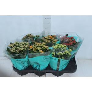 KALANCHOE DOBRADO P15