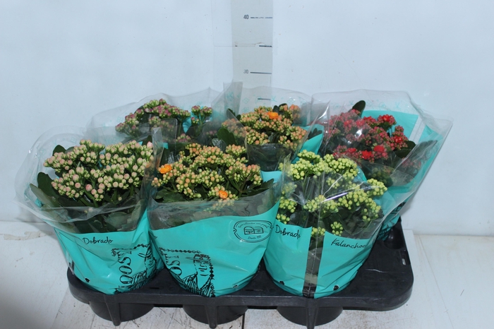 <h4>KALANCHOE DOBRADO P15</h4>
