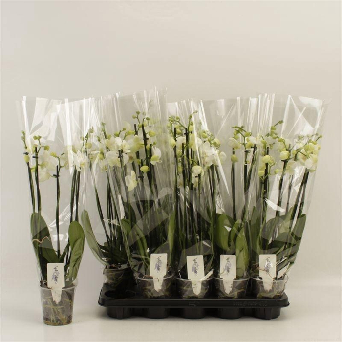 <h4>PHAL OV WIT</h4>