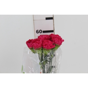 CRAVO FAUSTO 060 CM PINK