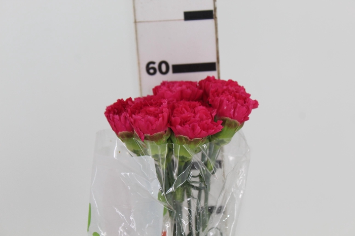 <h4>CRAVO FAUSTO 060 CM PINK</h4>