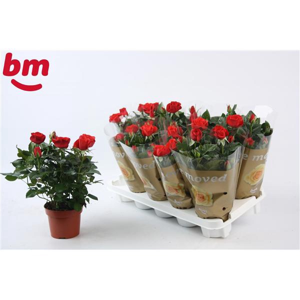 <h4>Rosa Red Beau Monde (12 cm)</h4>