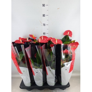 Anthurium andr. 'Madural'