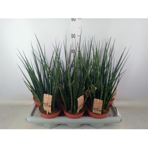 Sansevieria  'Fernwood'