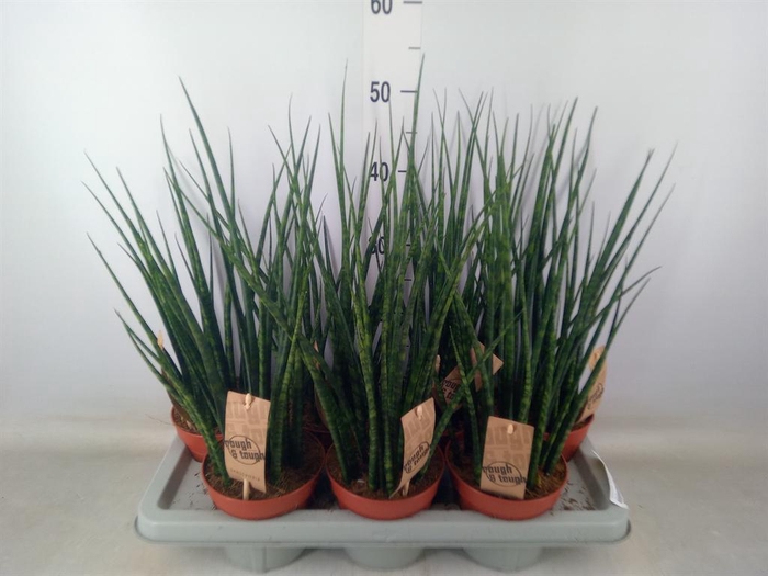 <h4>Sansevieria  'Fernwood'</h4>