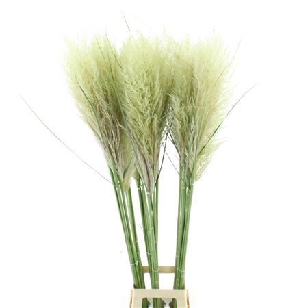 <h4>Corta Se Evita Fresh N L!</h4>