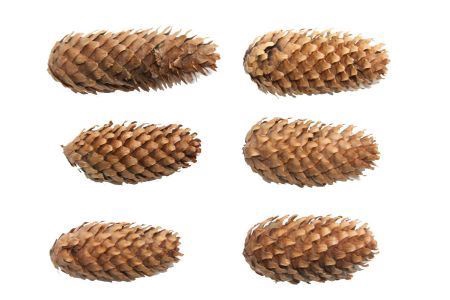 <h4>Deco Pinecone Spruce 5kg Natural</h4>