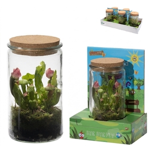 SARRACENIA OV