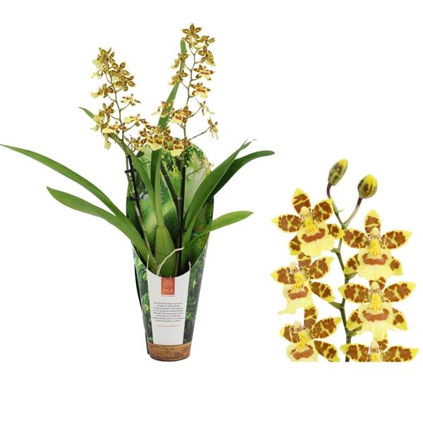 <h4>Inca Cambria Pacific Sunset 2 spike 9cm luxury jungle cover</h4>