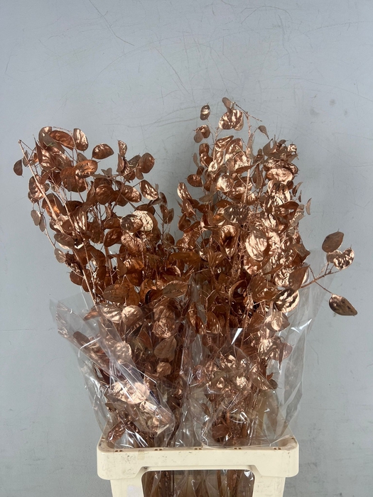 <h4>DF Lunaria Bs Copper</h4>