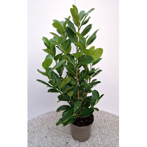 Prunus Rotundifolia
