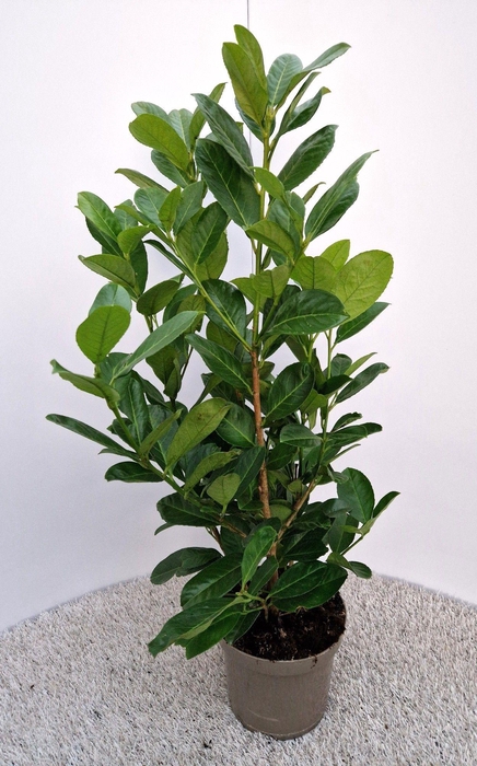 <h4>Prunus Rotundifolia</h4>