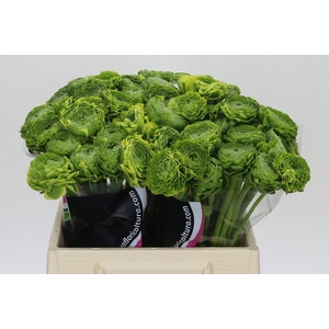 Ranunculus Pon Pon Peterpan