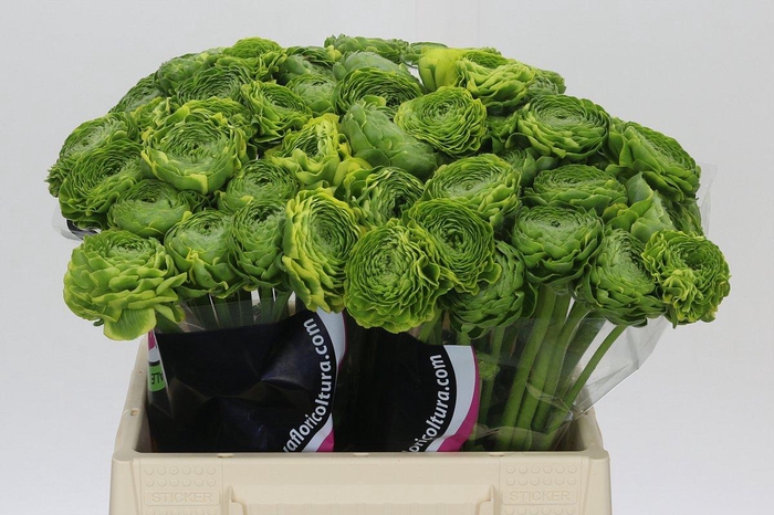 Ranunculus Pon Pon Peterpan