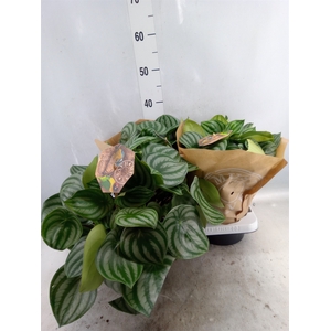 Peperomia argyreia