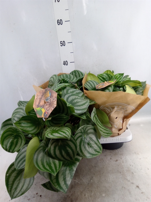 Peperomia argyreia