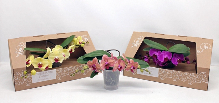 <h4>Table Orchid NATURE</h4>